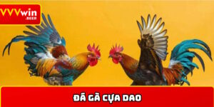 Đá gà cựa dao