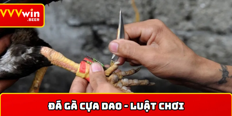 Nắm rõ nhất luật chơi của đá gà cựa dao