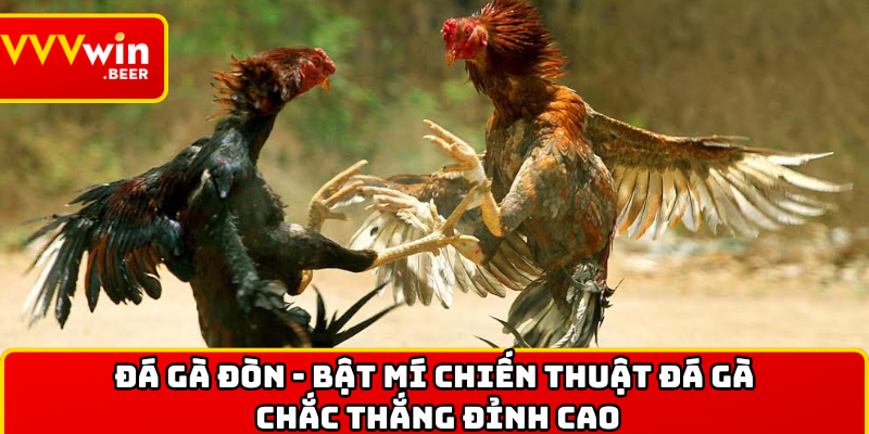 Đá gà đòn