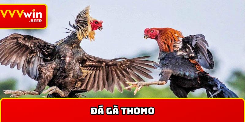 Đá gà Thomo
