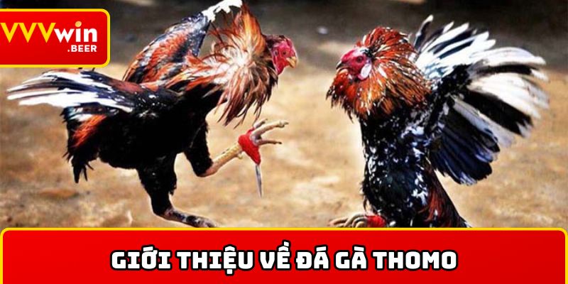 Giới thiệu về đá gà Thomo