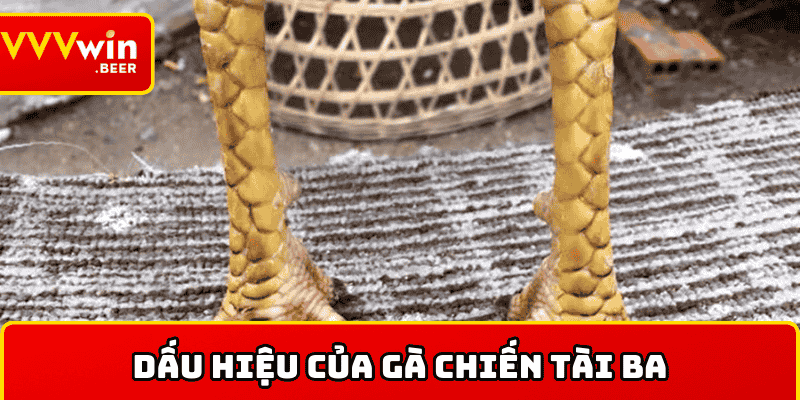 Dấu hiệu của một gà chiến tài ba
