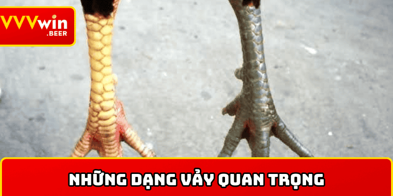 Những dạng vảy quan trọng giúp nhận diện chiến kê chất lượng