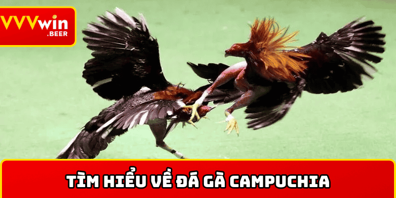 Tìm hiểu về đá gà Campuchia