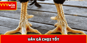 Vảy gà chọi tốt