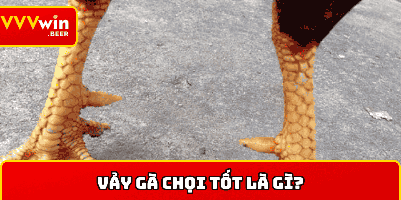 Cùng tìm hiểu vảy gà chọi tốt là gì?